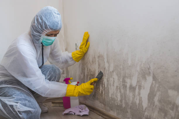 Best Fast Mold Removal  in Leisure Knoll, NJ