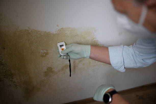 Professional Mold Removal in Leisure Knoll, NJ