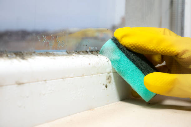 Best Office Mold Removal Services  in Leisure Knoll, NJ