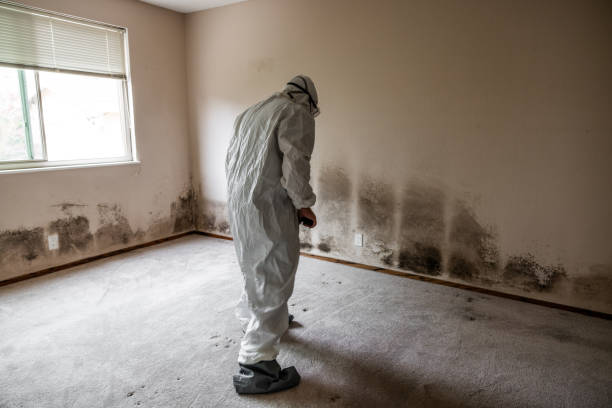 Best Black Mold Removal  in Leisure Knoll, NJ